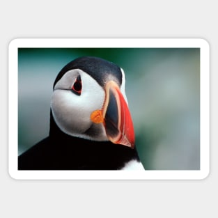 Puffin Head Shot Sticker